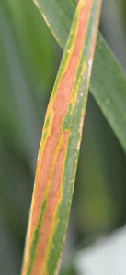 Septoria leaf spot of wheat