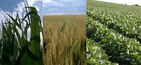 corn, wheat, soybean photos
