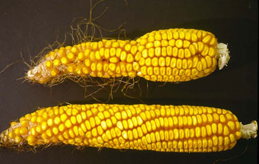 Photo - Corn herbicide injury