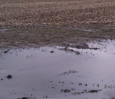 Photo: Ponding water in a field