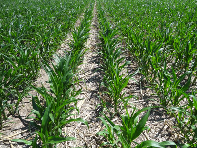 Drought damaged corn