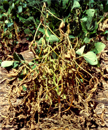 Phytopthora of soybean