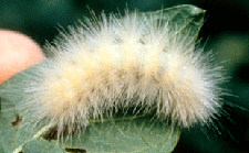 Yellow woollybear caterpillar
