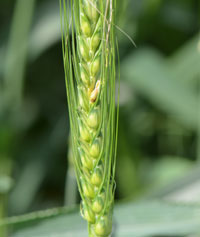 Fusarium head blight in wheat