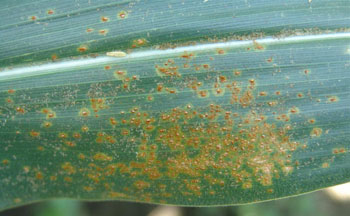 Southern rust
