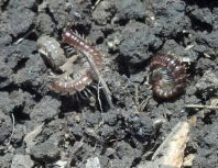 Millipedes in soybeans