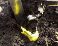 Photo of corn seedling leafing out below ground