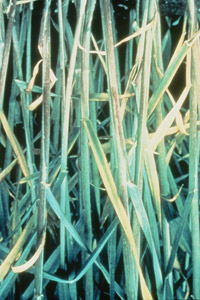 phosporus deficiency shown in wheat