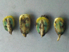 Germinated corn seed