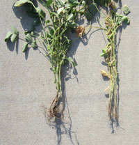 Soybean root rot damage