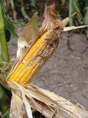 Corn ear rot