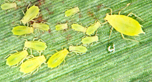 Greenbugs in sorghum