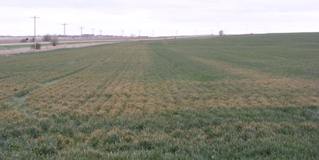 Fertilizer damage in winter wheat