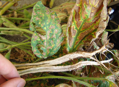 Sudden death syndrome leaf damage