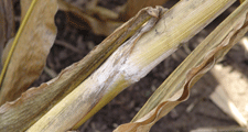 Photo: Stalk rot in corn