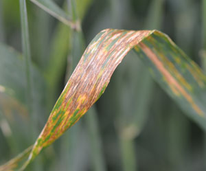 Bacerial streak in wheat