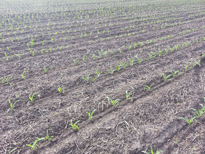 Emerged corn near Lincoln