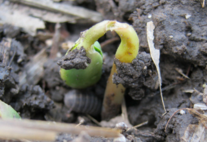 Photo - Pillbug in corn