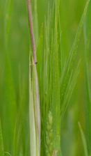 wheat damage