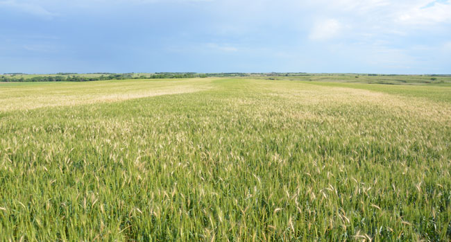 Bleached wheat field, June 2013