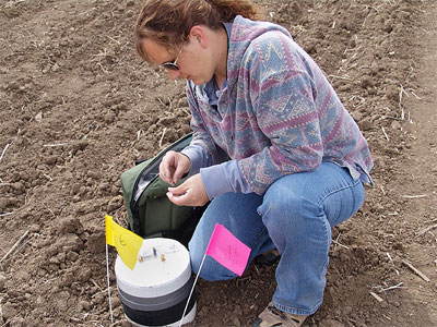 USDA ARS Researcher taking field tests