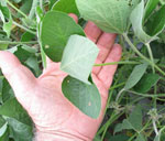 Soybean leaf curling