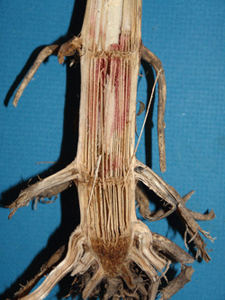 Photo: Bacterial stalk rot