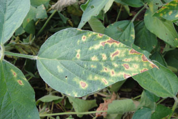 Foliar symptoms of brown stem rot in soybean