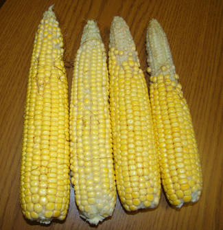 Corn ears showing pollination problems