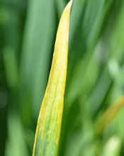 Barley yellow dwarf in wheat