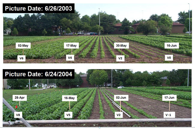 Photo - Field comparison of soybean planting dates