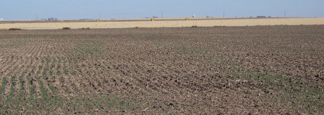 Uneven wheat stands, western Nebraska, fall 2012