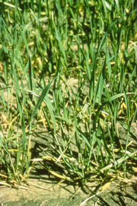 Nitrogen deficiency shown in wheat