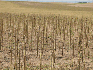 Sunflowers after hail damage