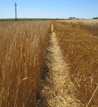 Photo - Comparison of wheat cutting heights