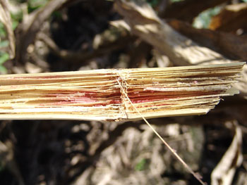 Fusarium in corn