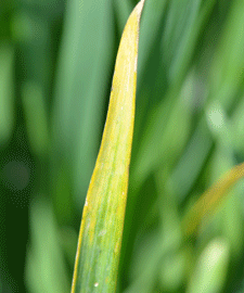 Yellow flag leaf in wheat