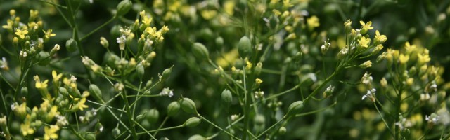 Green Camelina photo by Bill Booker