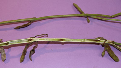 Brown stem rot in soybean