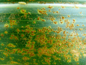 Photo - Southern corn rust