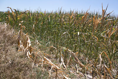 Dryland corn field in eastern Nebraska drought, July 2012