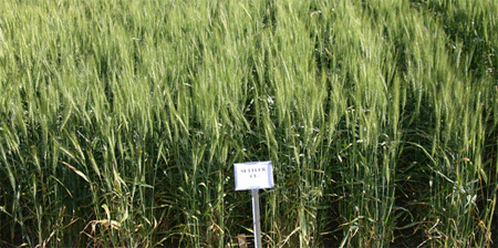 Photo: Wheat Trial of Settler CL 