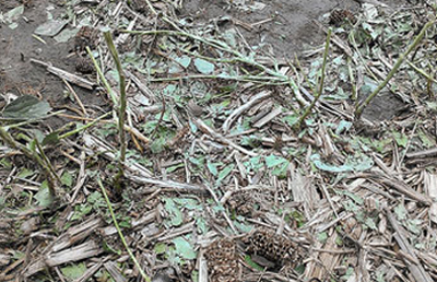 hail damaged soybean