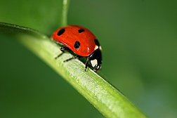 Lady beetle - USDA photo