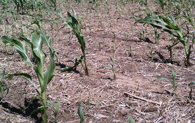 Stand of previously hailed corn in Clay County