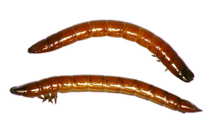 Photo - Wireworms