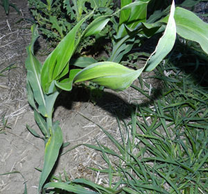 Twisted corn leaf due to rapid plant growth