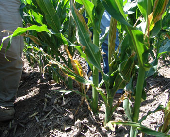 Clump of corn plants with Goss's bacterial wilt