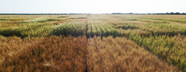 Wheat varietiy test plots