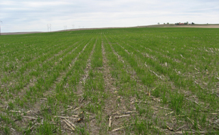 Photo - Nitrogen deficient wheat